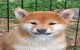 Shiba Inu cani in vendita: cucciole shiba inu riproduzione selezionata a Provincia di Treviso - Immagine 7
