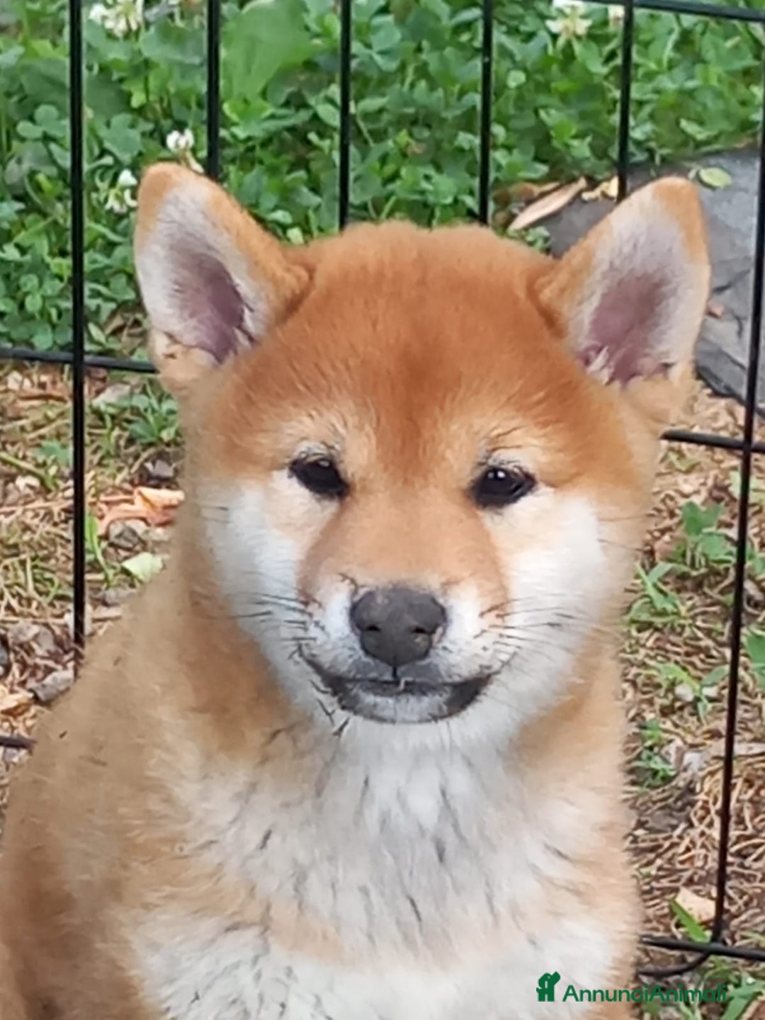 Shiba Inu cani in vendita: cucciole shiba inu riproduzione selezionata a Provincia di Treviso - Immagine 7