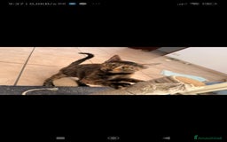 Europeo gatti in regalo: Gattina 3 mesi cerca casa - Immagine 1