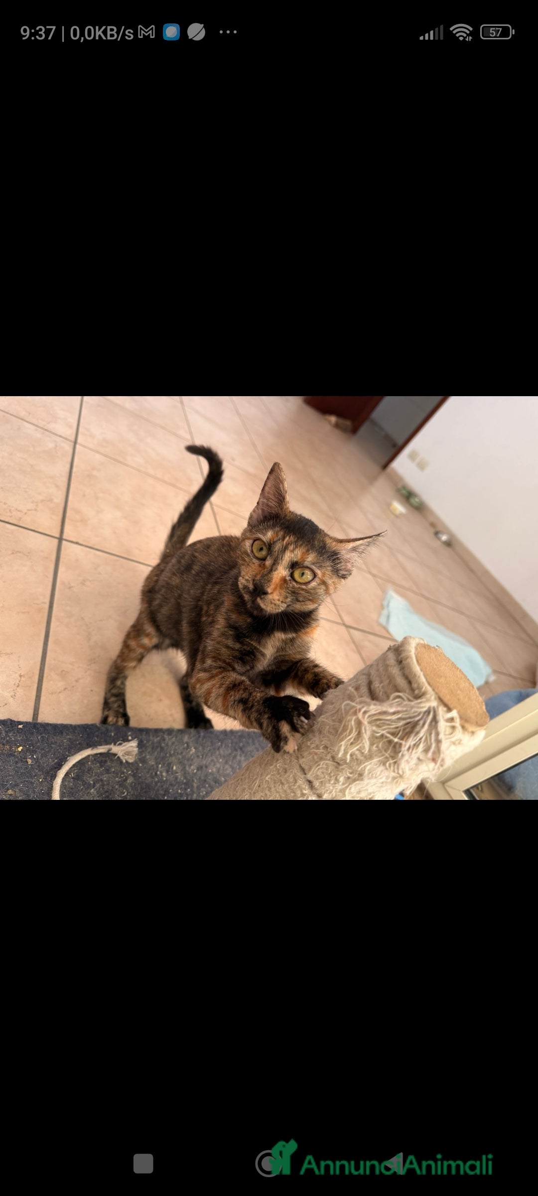 Europeo gatti in regalo: Gattina 3 mesi cerca casa - Immagine 1