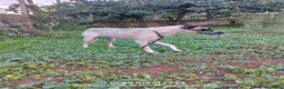 Meticcio cani in regalo: Femminuccia estremamente affettuosa  - Annuncio 3