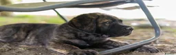 Cane Corso cani in vendita: Cuccioli di Cane Corso pronti per la consegna - Annuncio 5
