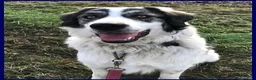 Meticcio cani in regalo: GGG un tenerone! tg grande a Provincia di Bergamo - Annuncio 2