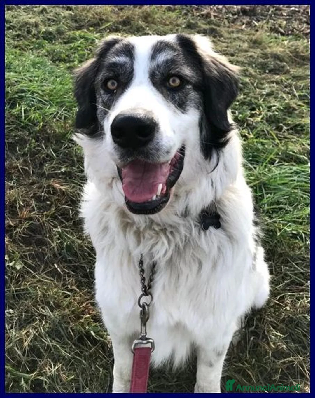 Meticcio cani in regalo: GGG un tenerone! tg grande a Provincia di Bergamo - Annuncio 2