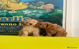 Barboncino cani in vendita: BARBONCINO NANO - Immagine 1