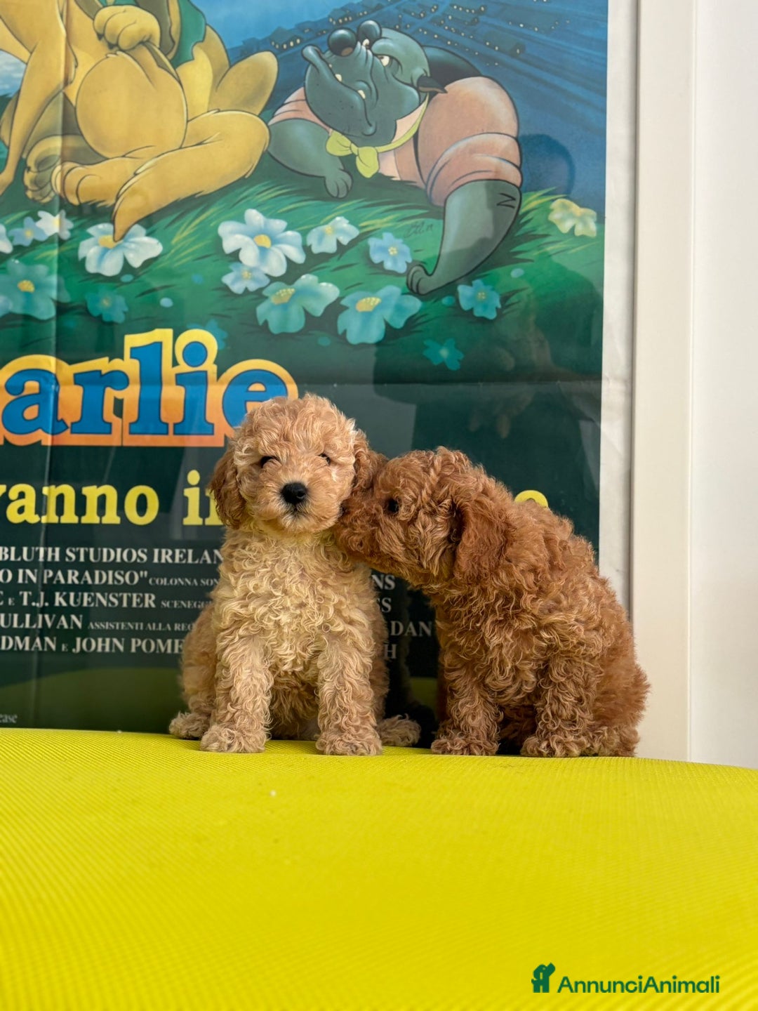 Barboncino cani in vendita: BARBONCINO NANO - Immagine 1