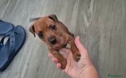 Pinscher Miniatura cani in vendita: simpaticissimo cucciolo di pinscher nano - Immagine 2