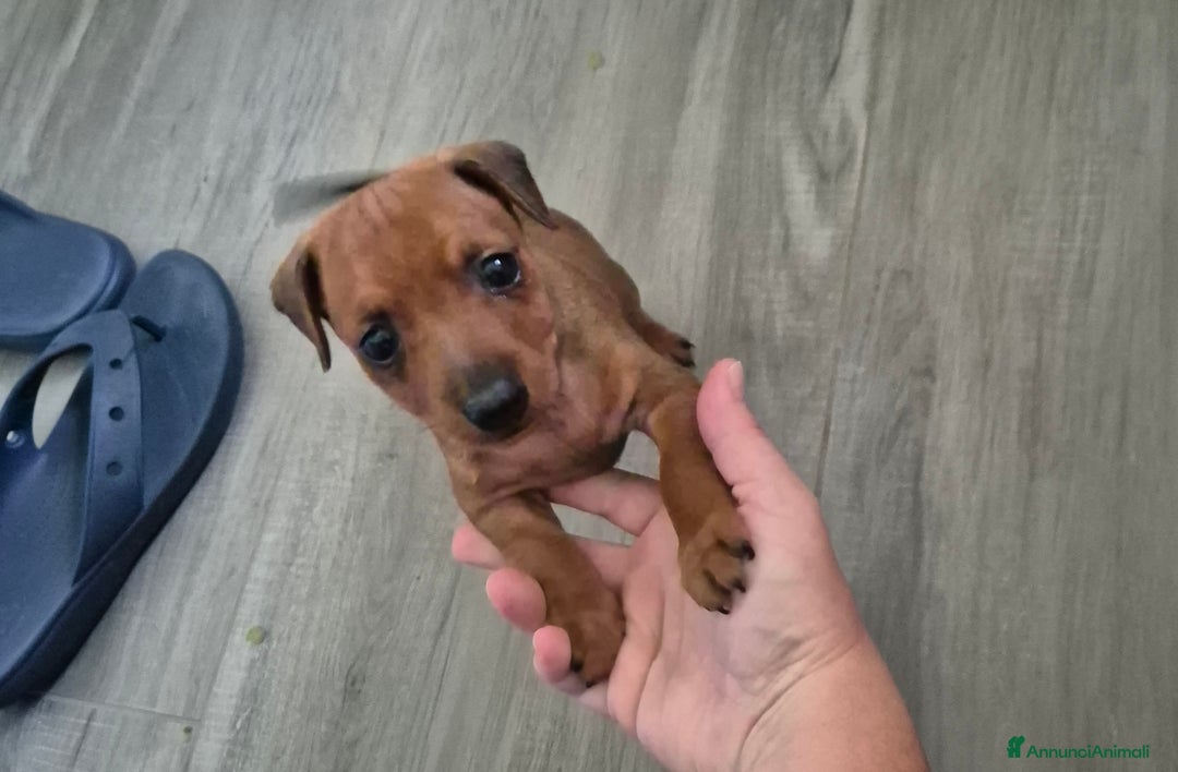 Pinscher Miniatura cani in vendita: simpaticissimo cucciolo di pinscher nano - Immagine 2