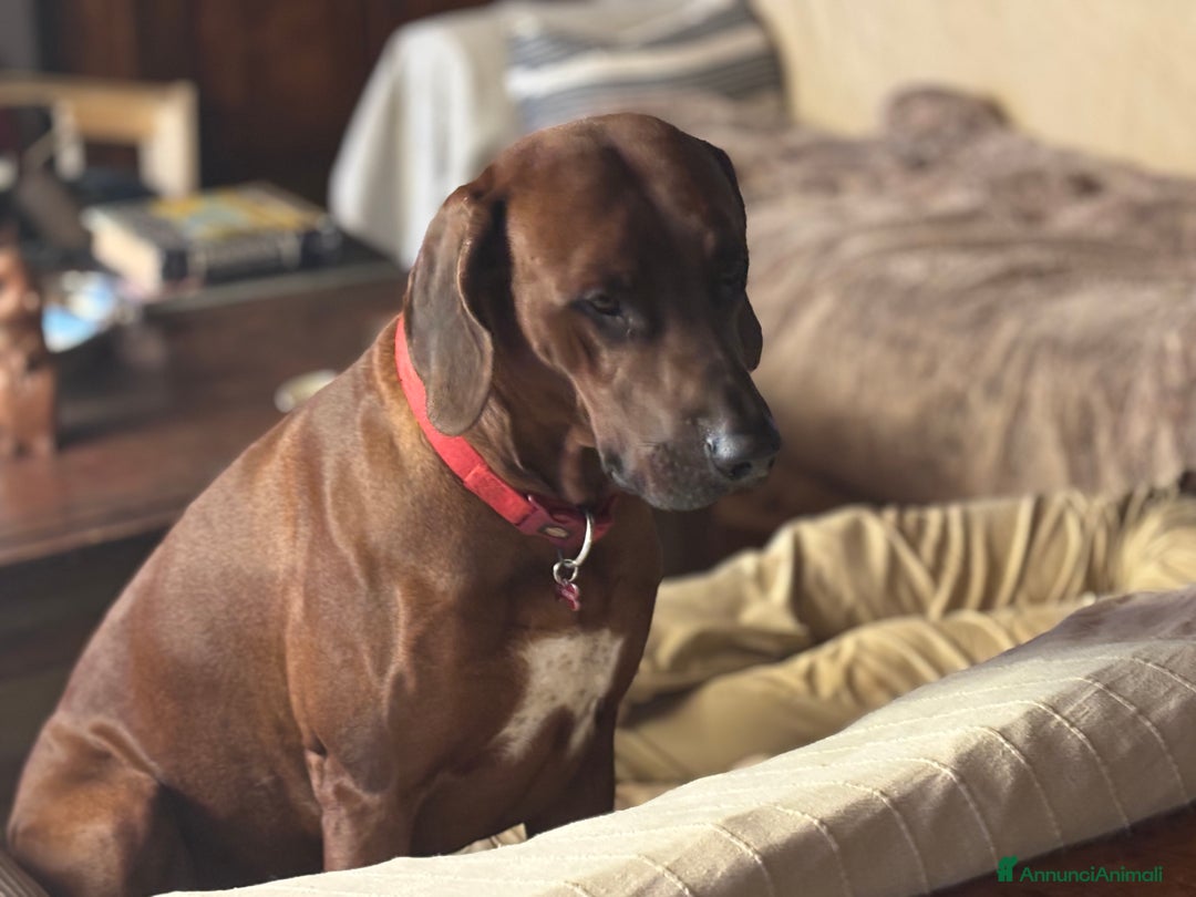 Rhodesian Ridgeback cani in vendita: Rhodesian Ridgeback  - Annuncio 12