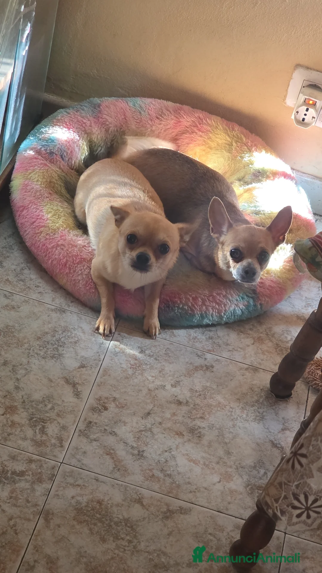 Chihuahua cani in vendita:  CUCCIOLI DI CHIHUAHUA – PRENOTAZIONI APERTE 🐶 a Provincia di Pisa - Annuncio 2