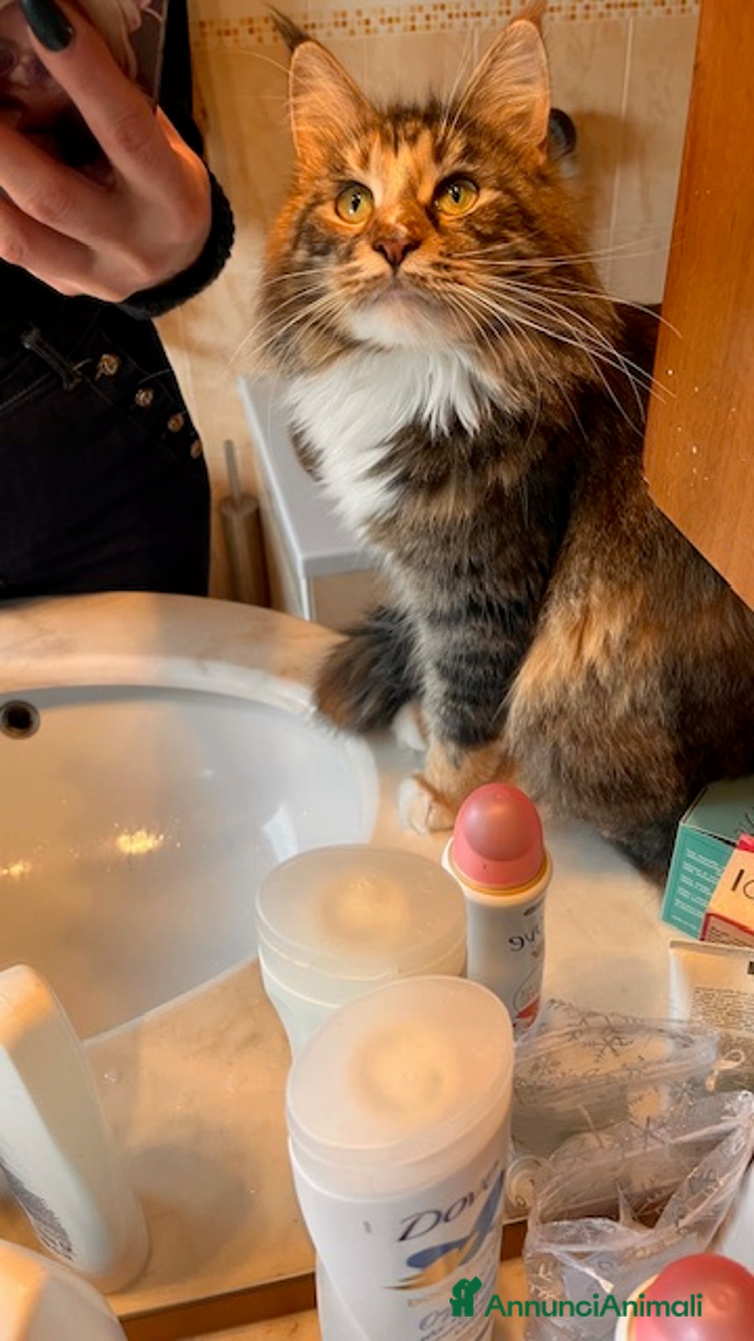 Maine Coon gatti in vendita: Cuccioli Maine Coon - Annuncio 1