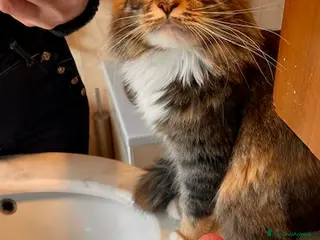 Maine Coon gatti Cuccioli Maine Coon - Annuncio 26