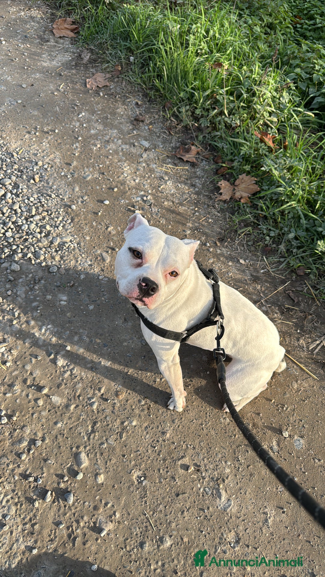 Pitbull cani in regalo: Regalo Pitbull  - Annuncio 1