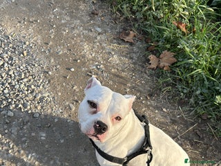 Pitbull cani in regalo: Regalo Pitbull - Annuncio 1