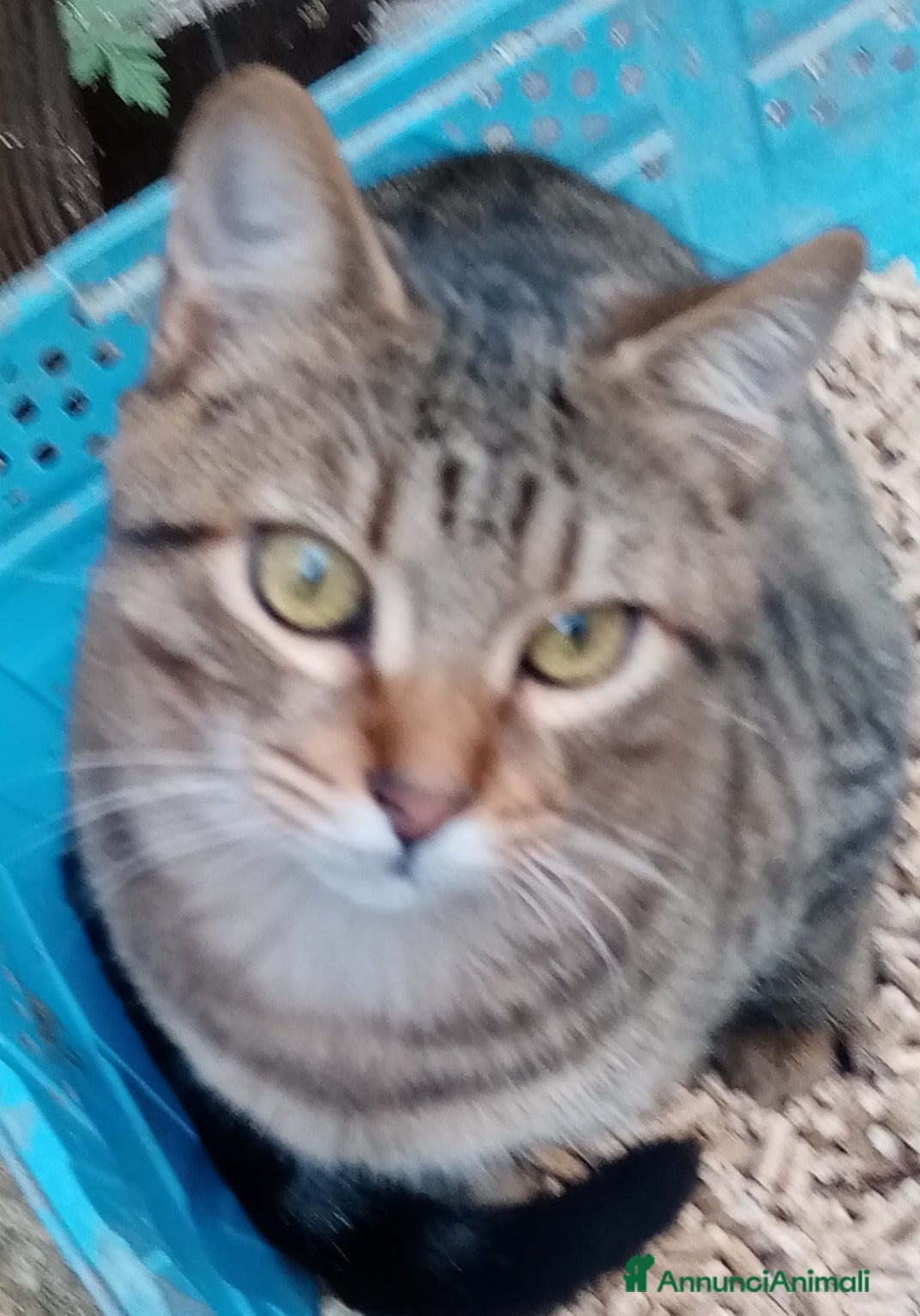 Europeo gatti Ultimi della cucciolata - Annuncio 41