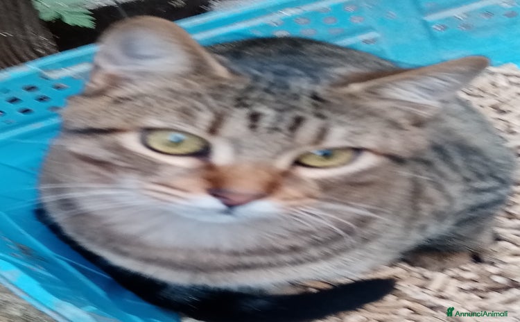 Europeo gatti Ultimi della cucciolata - Annuncio 16