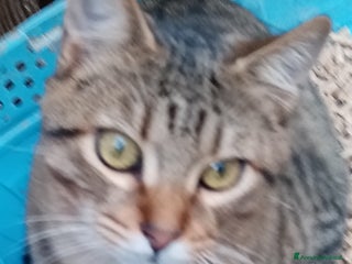 Europeo gatti Ultimi della cucciolata - Annuncio 36