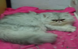 Persiano gatti in vendita: Gatto persiano chinchilla Silver argentato  - Immagine 2