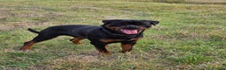 Rottweiler cani per accoppiamento: Rottweiler per monta - Annuncio 5