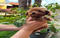 Barboncino cani in vendita: BARBONCINI FULVI TOY E NANI CON PEDIGREE a Vercelli - Immagine 13
