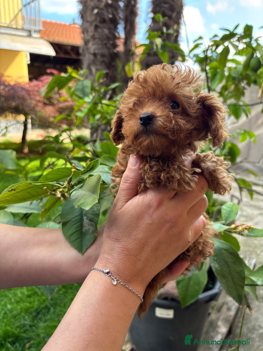 Barboncino cani in vendita: BARBONCINI FULVI TOY E NANI CON PEDIGREE a Vercelli - Immagine 13