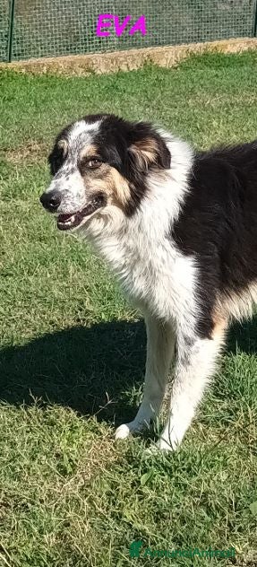 Meticcio cani EVA una timida pastorina - Annuncio 2