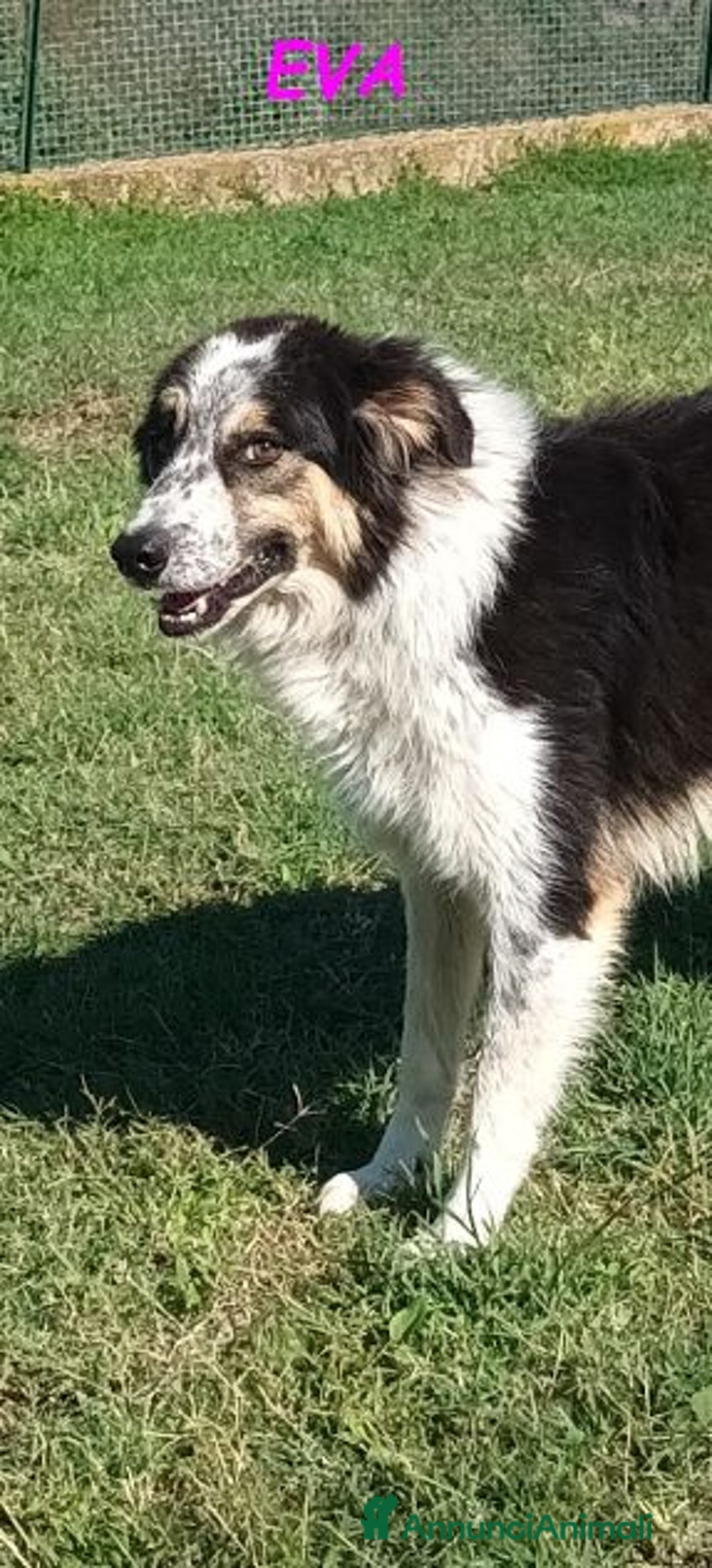 Meticcio cani in regalo: EVA una timida pastorina - Annuncio 1