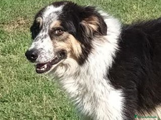 Meticcio cani EVA una timida pastorina - Annuncio 2