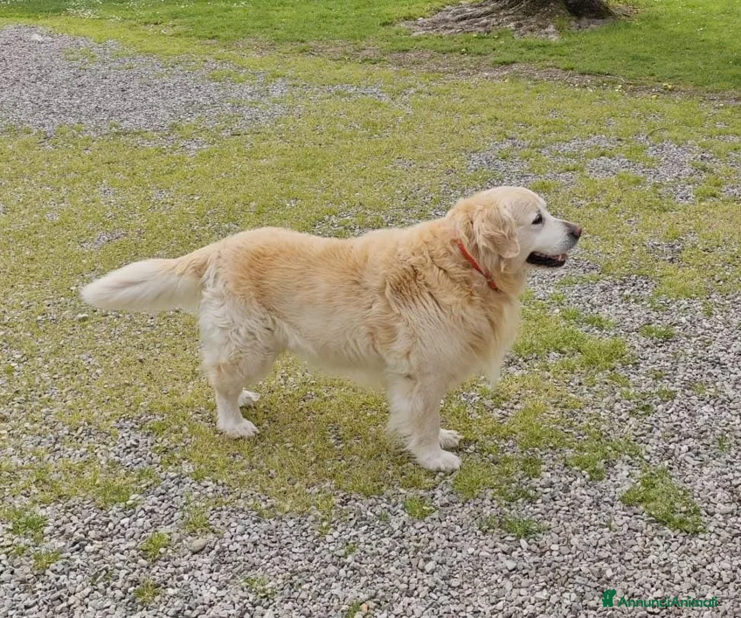 Golden Retriever cani per accoppiamento: Golden Retriever disponibile per accoppiamento - Annuncio 4