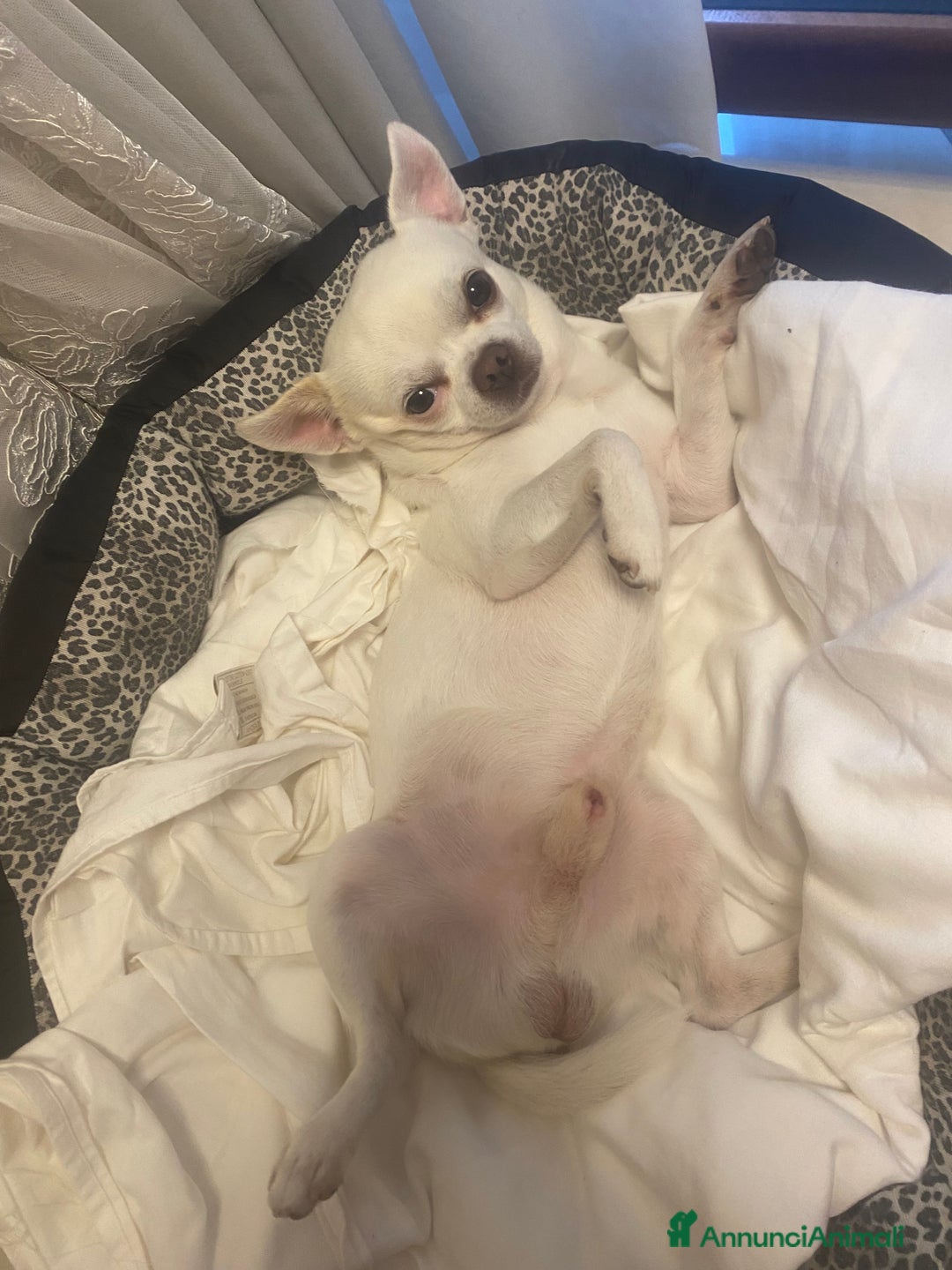 Chihuahua cani per accoppiamento: Accoppiamento per cane chihuahua maschio KING - Annuncio 2