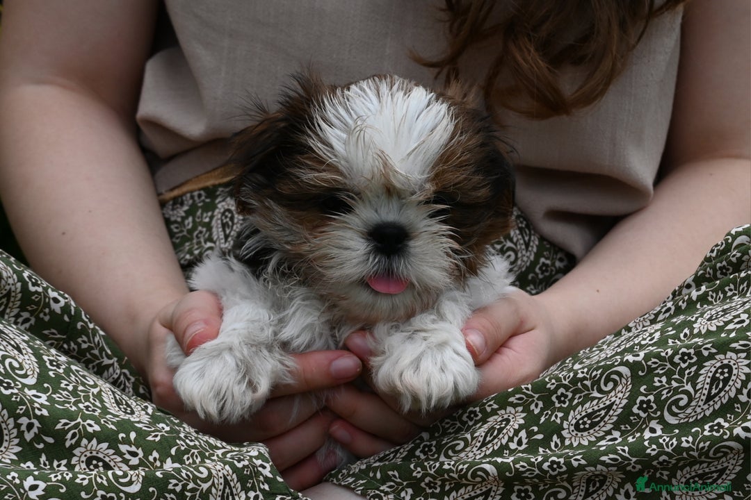 Shih Tzu cani in vendita: SHIH TZU CUCCIOLI PEDIGREE ENCI  a Provincia di Belluno - Immagine 3