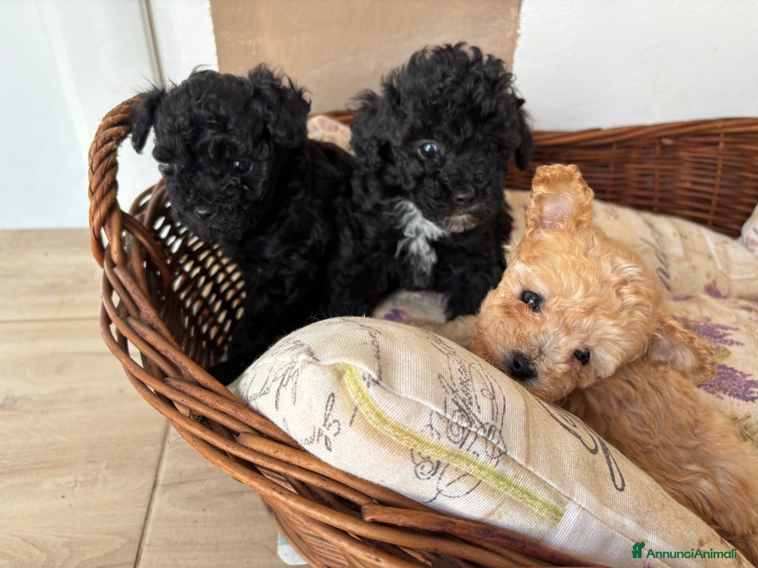 Barboncino Toy cani in vendita: Barboncini Toy - Annuncio 18