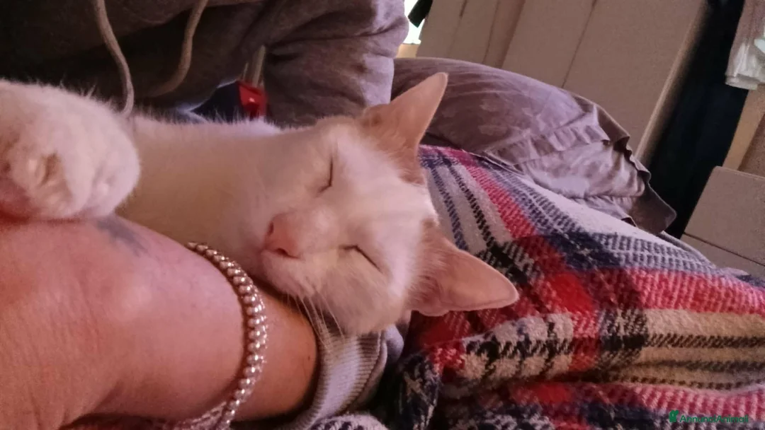 Europeo gatti in regalo: Zury dolcissimo gattino in cerca di una famiglia. - Annuncio 2