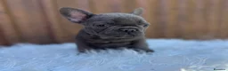 Bulldog Francese cani in vendita: Bulldog francese femmina blu - Annuncio 6