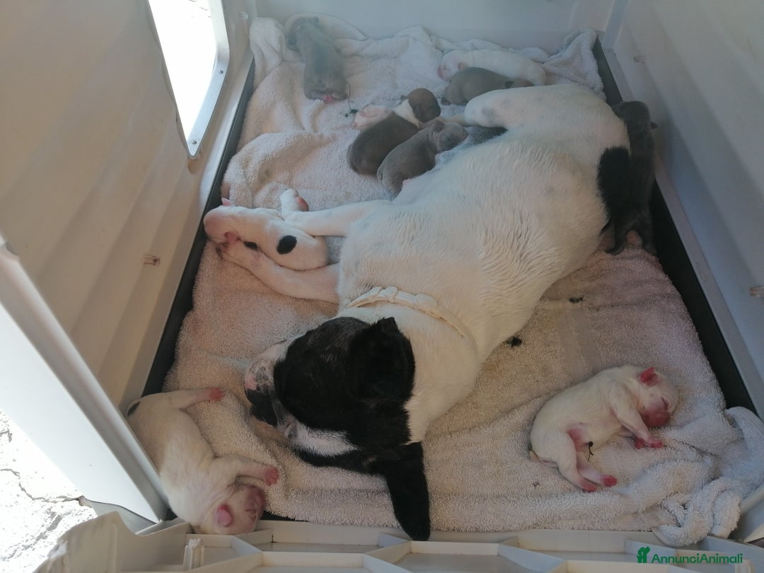 Bulldog Francese cani in vendita: Bulldog francese  - Annuncio 6