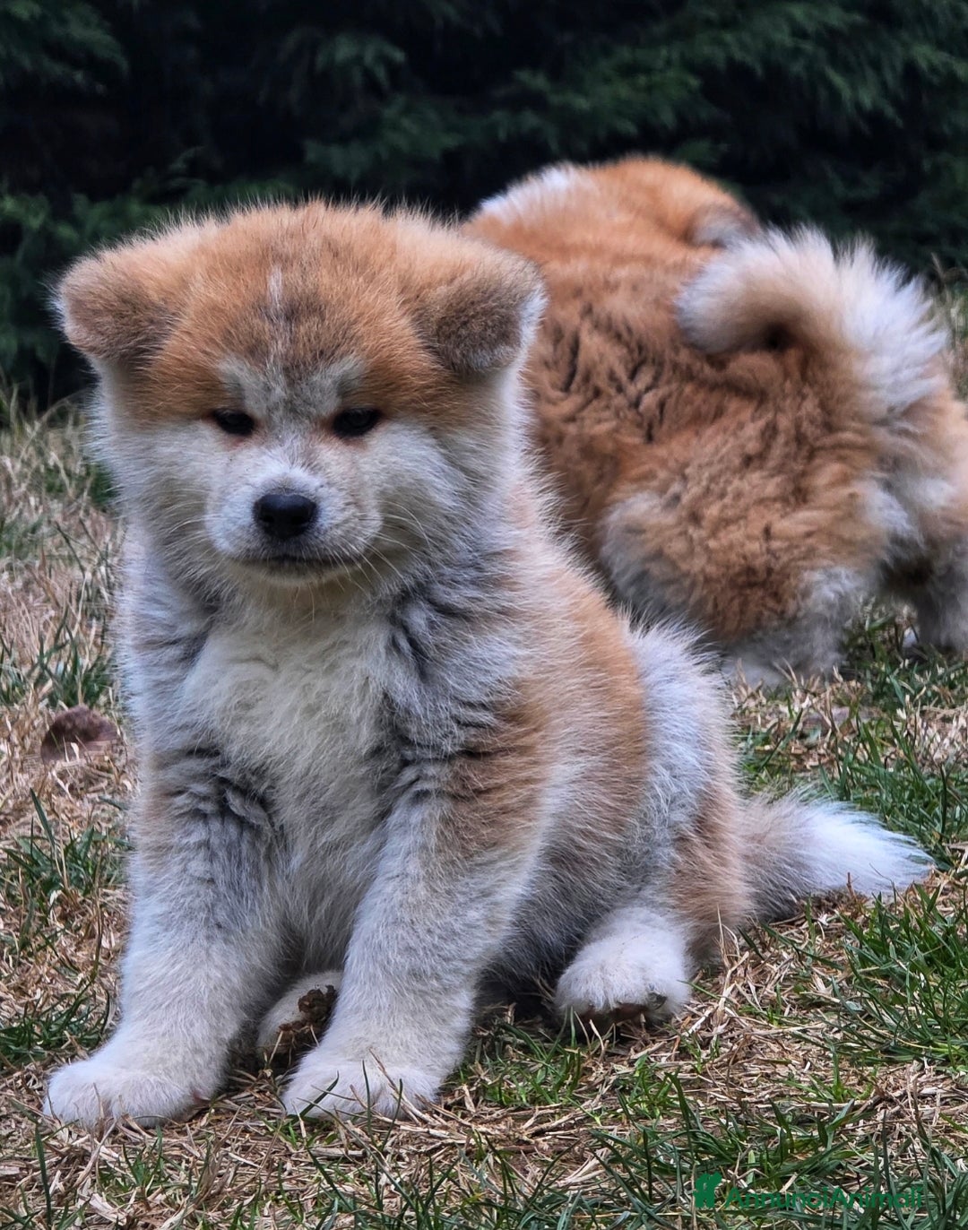 Akita Inu cani in vendita: Cuccioli Akita Inu Pedigree  - Annuncio 2
