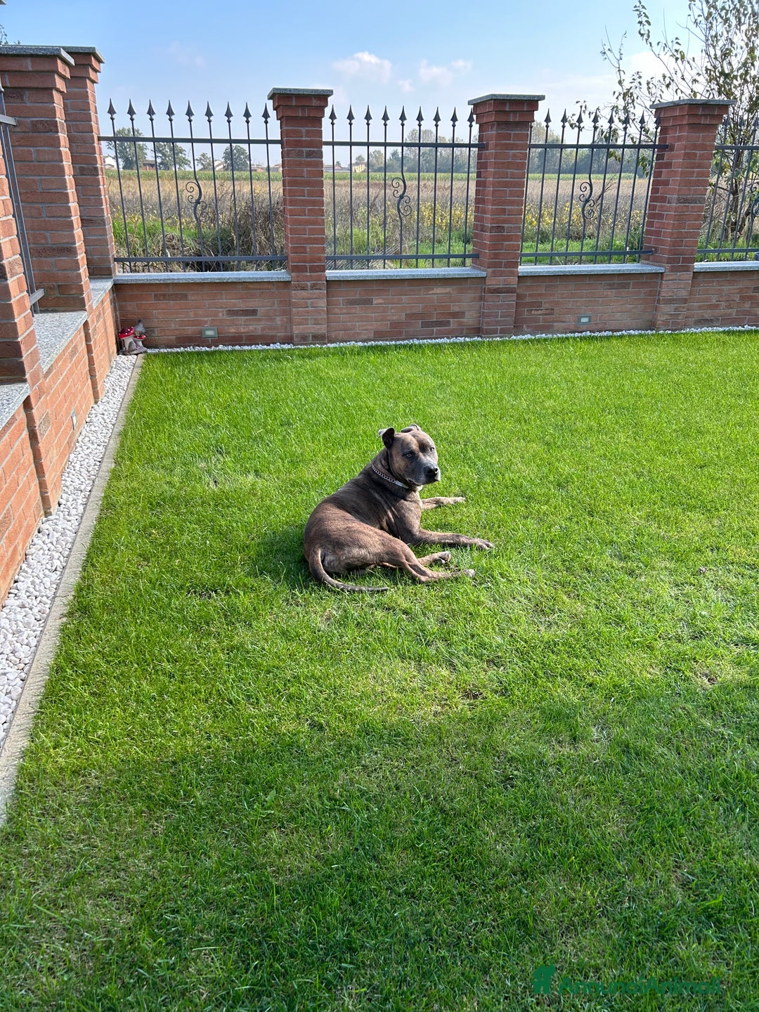 Altre razze cani per accoppiamento: amstaff per monta - Annuncio 6