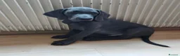 Weimaraner cani in vendita: Weimaraner  - Annuncio 4