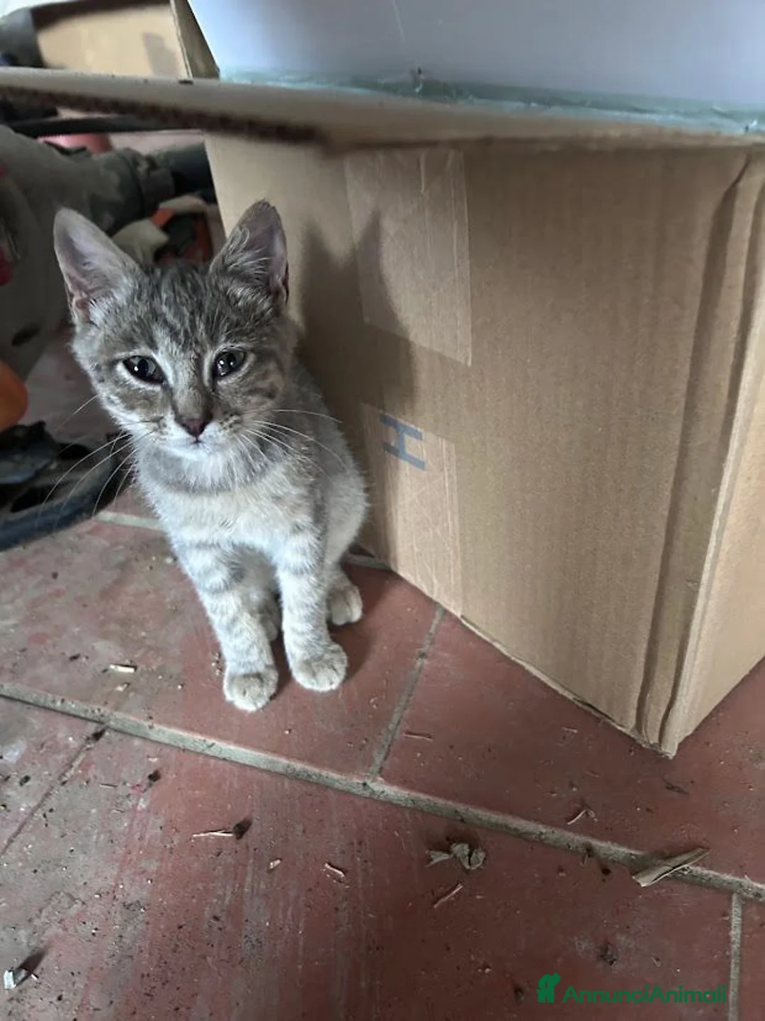 Europeo gatti in regalo: Gattini in cerca di casa a Provincia di Grosseto - Annuncio 2