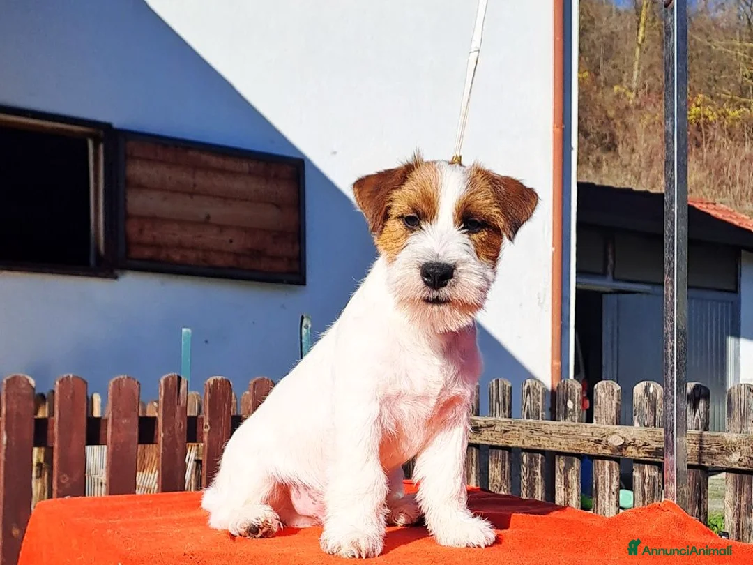 Jack Russell cani in vendita: Cucciol0 Jack ruvid0 - Annuncio 10