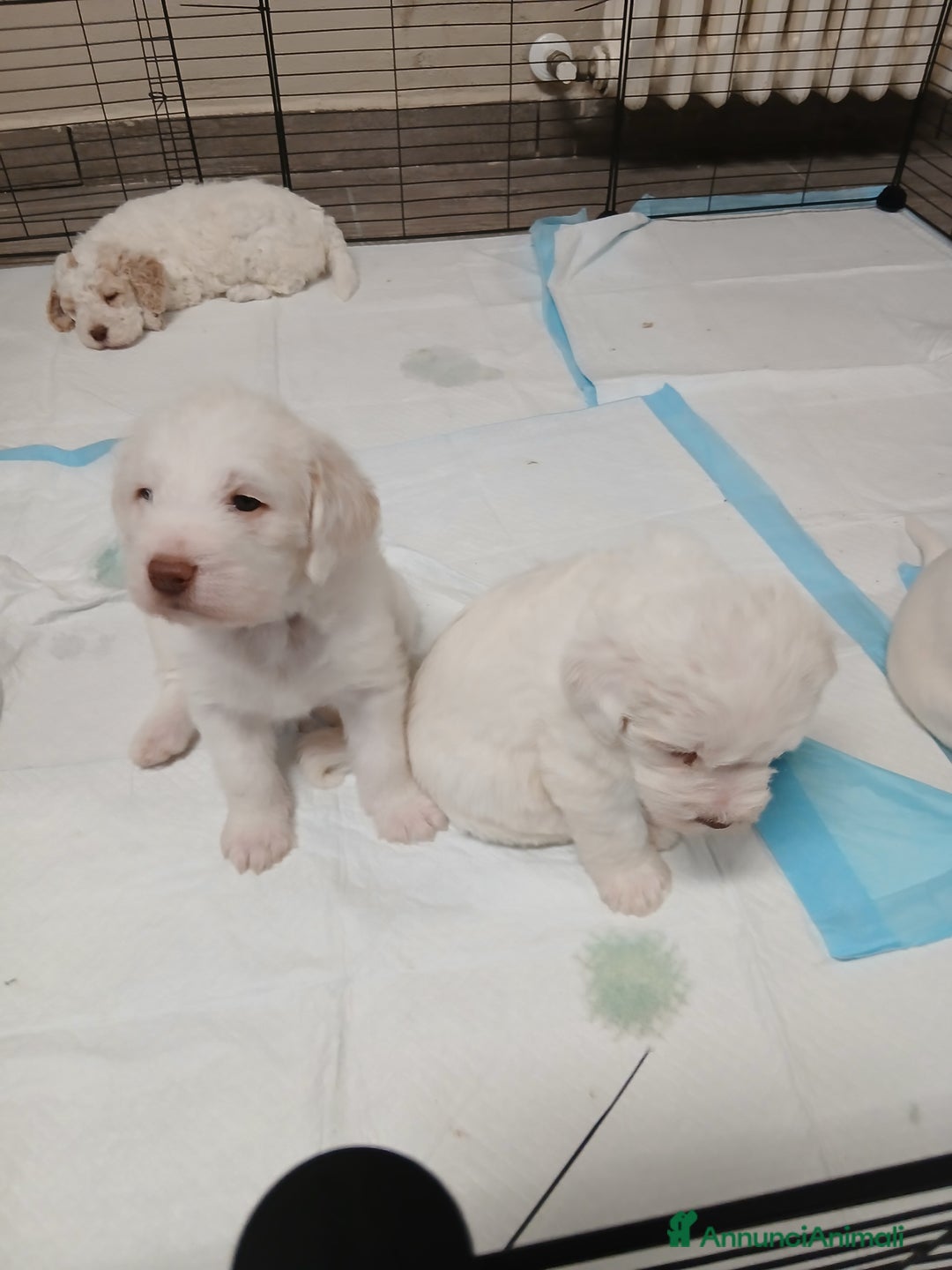 Meticcio cani in vendita: Cuccioli disponibili  - Annuncio 3