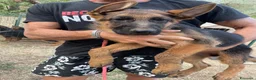 Pastore Tedesco cani in vendita: Cuccioli da esposizione  - Annuncio 14
