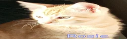 Europeo gatti in regalo: CERCASI CASA PER LA PICCOLA  ROSIE! - Annuncio 3