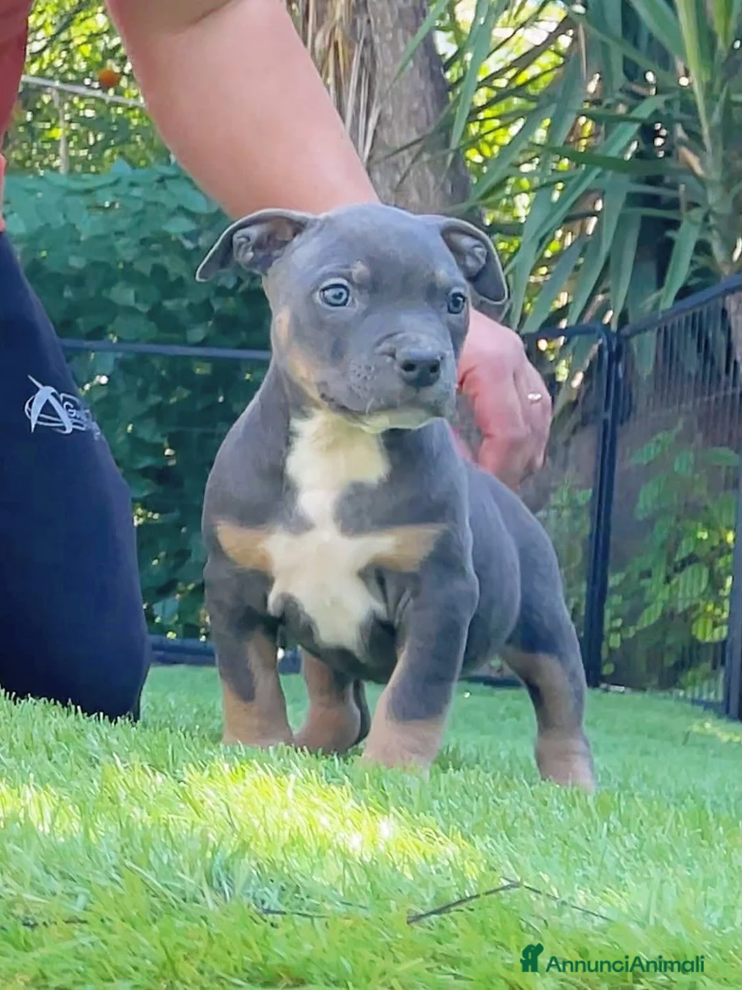 Pitbull cani in vendita: American pitbull terrier ukc  a Città metropolitana di Catania - Annuncio 13