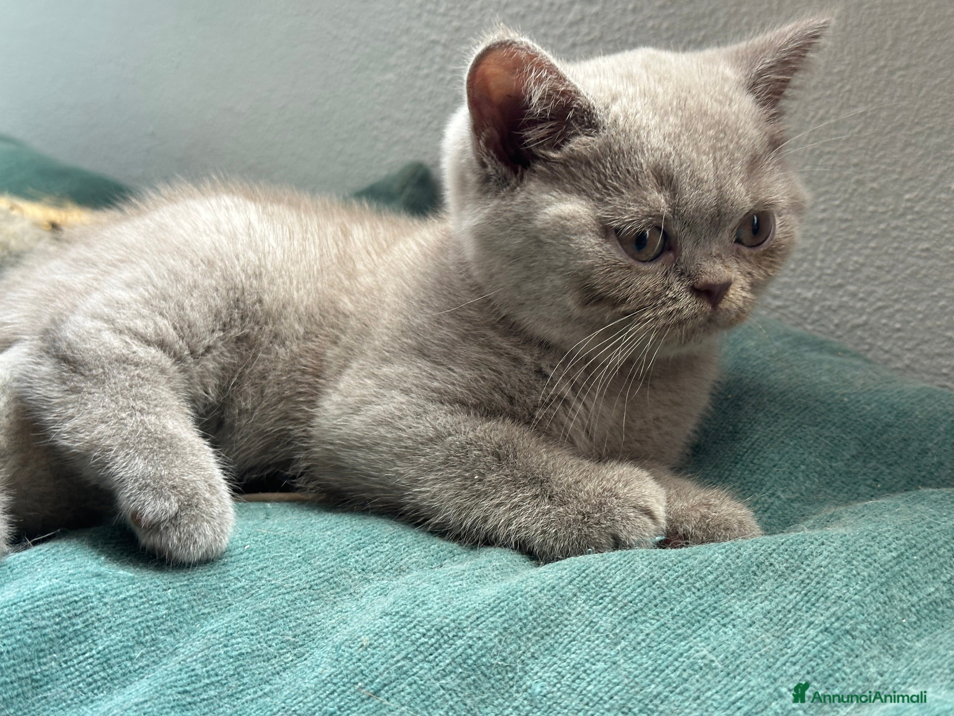 British gatti Cuccioli di vero British Shorthair  a Città Metropolitana di Bologna - Annuncio 5