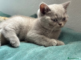 British gatti Cuccioli di vero British Shorthair a Città Metropolitana di Bologna - Annuncio 32