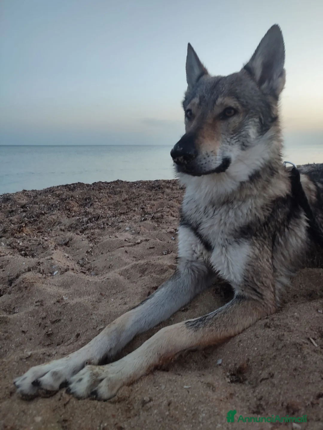 Lupo Cecoslovacco cani in vendita: 2 femmine Cane Lupo Cecoslovacco con pedigree a Provincia di Brindisi - Annuncio 8