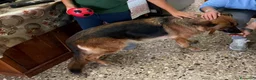 Pastore Tedesco cani in regalo: Fabia: equilibrata, socievole, affettuosa  - Annuncio 2