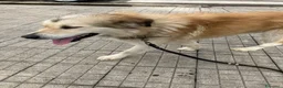 Meticcio cani in regalo: Cagnolino di taglia media  - Annuncio 3