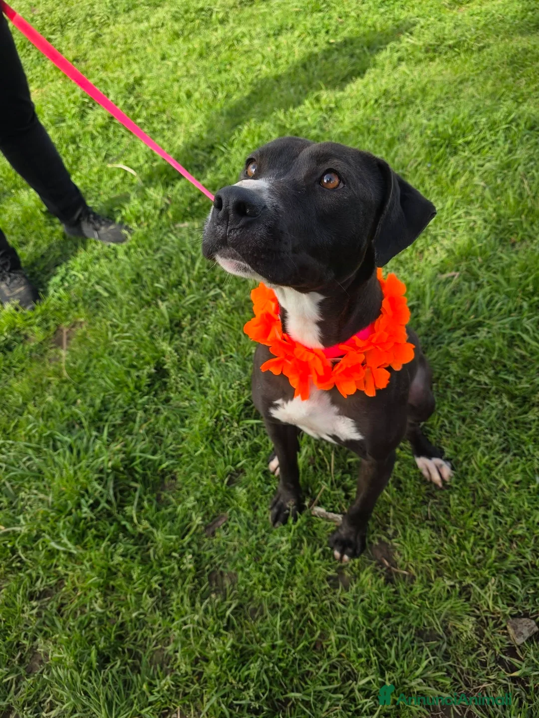 Meticcio cani in regalo: Silhouette, in canile - Annuncio 2